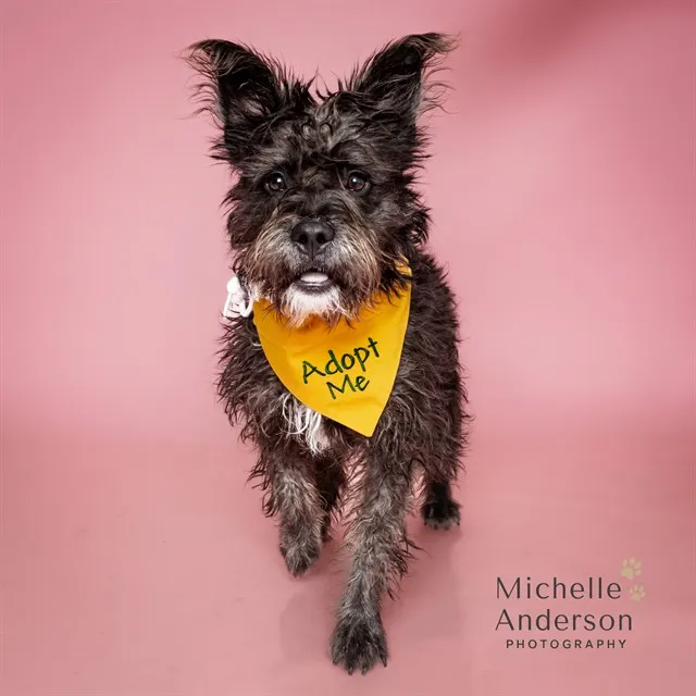 Adoptable Dog
