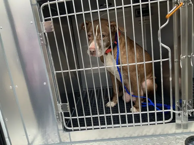 Adoptable Dog