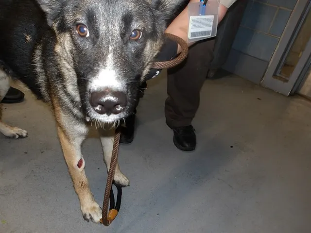 Adoptable Dog