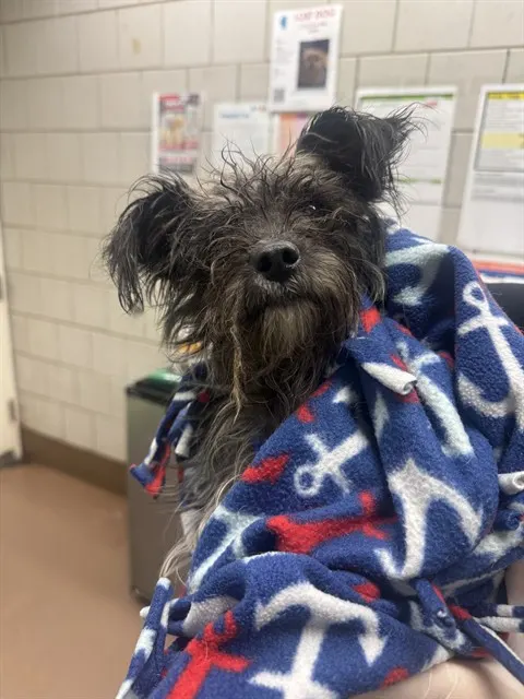 Adoptable Dog
