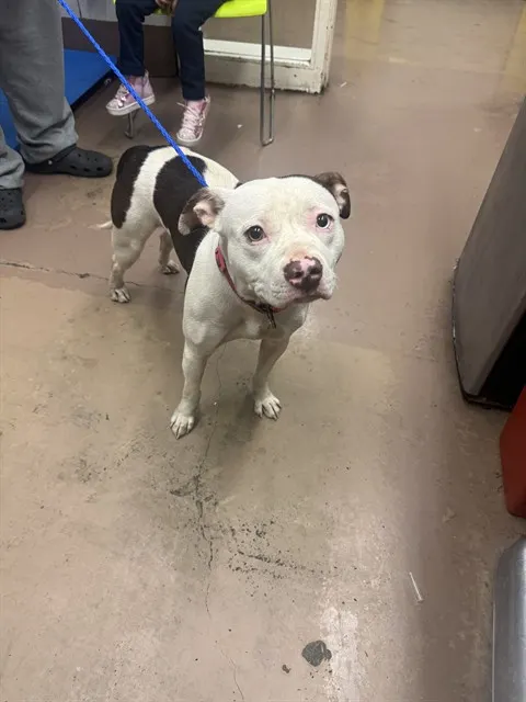 Adoptable Dog
