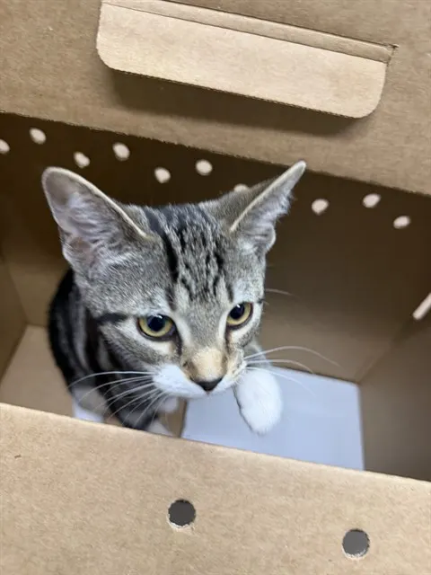 Adoptable Cat