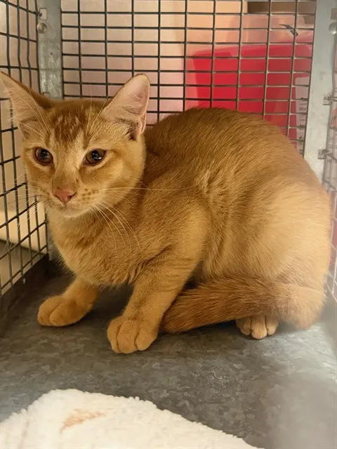 Adoptable Cat
