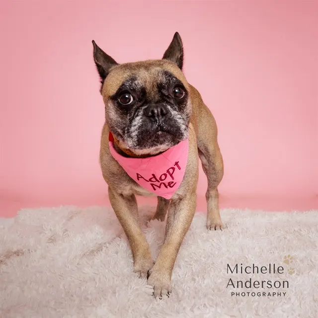 Adoptable Dog