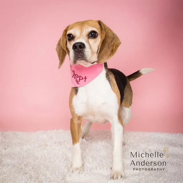 Adoptable Dog