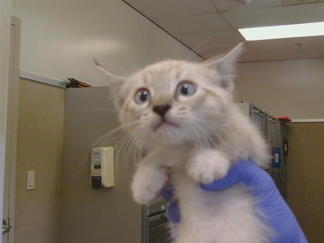 Adoptable Cat
