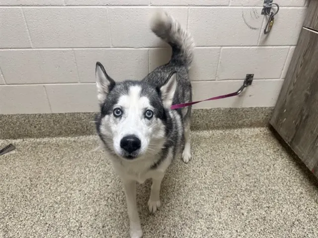 Logan