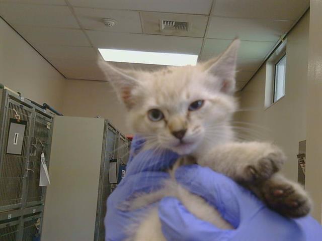Adoptable Cat