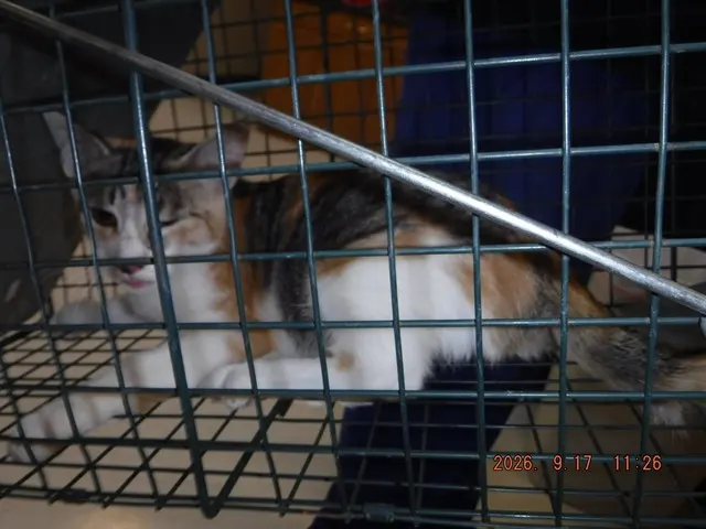 Adoptable Cat
