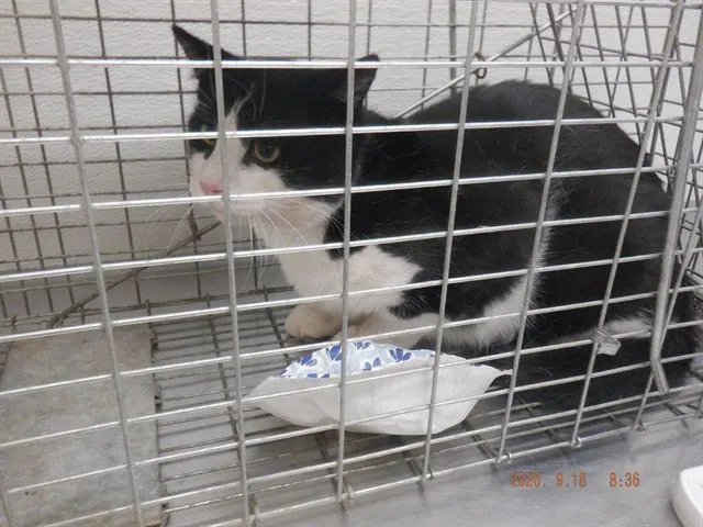 Adoptable Cat