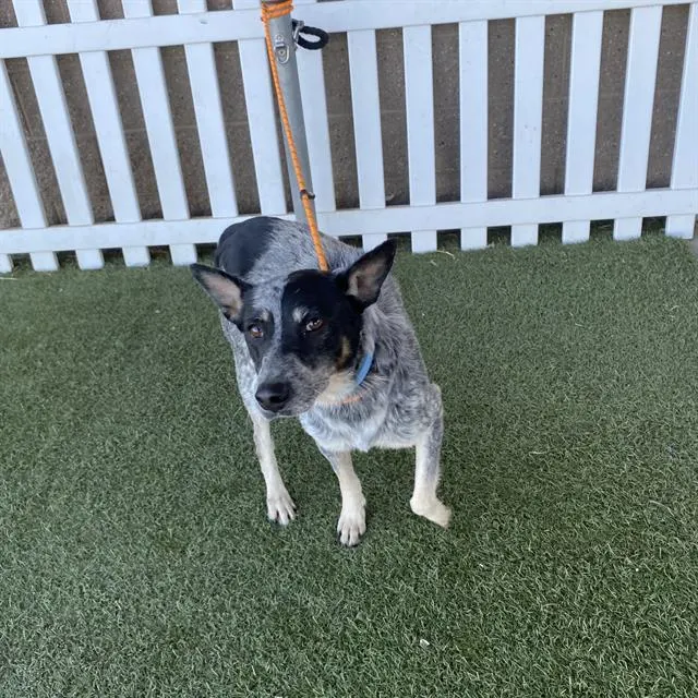 Adoptable Dog