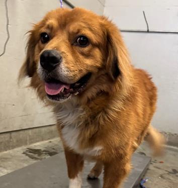 Adoptable Dog