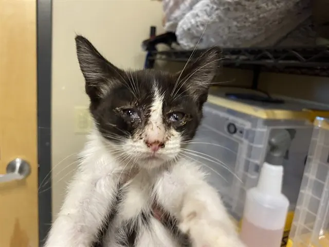 Adoptable Cat