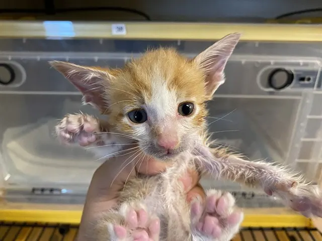 Adoptable Cat
