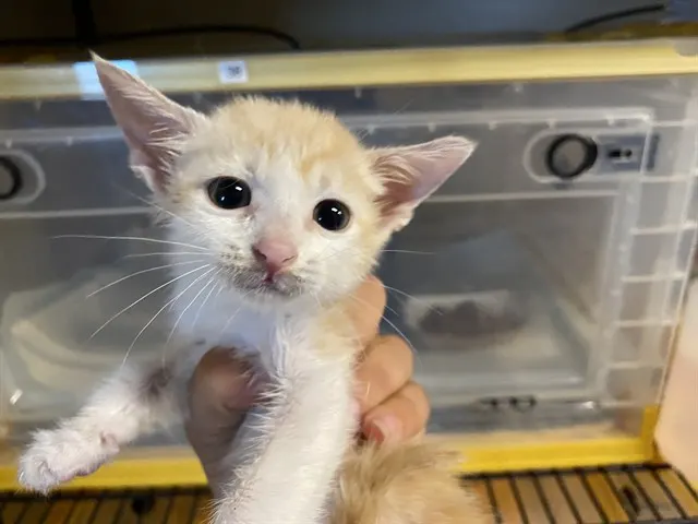 Adoptable Cat
