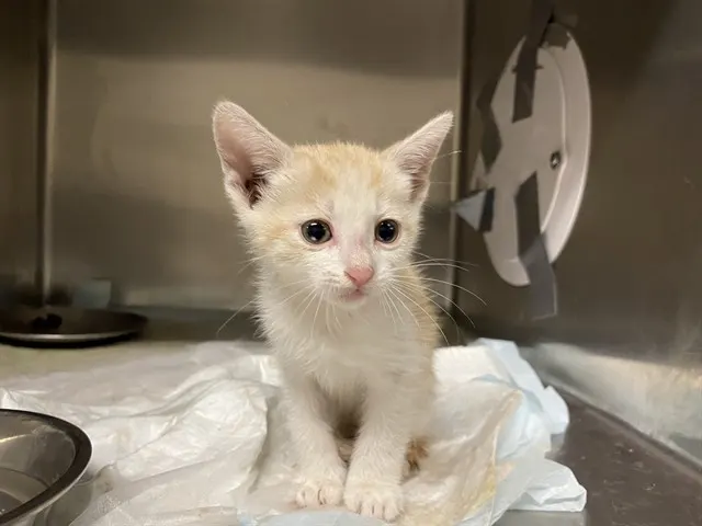 Adoptable Cat