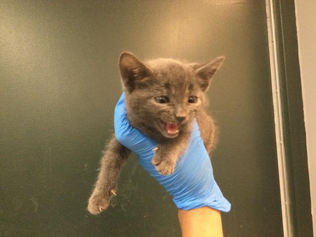 Adoptable Cat