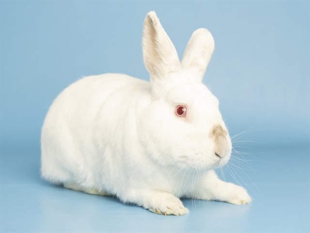 Marshmallow