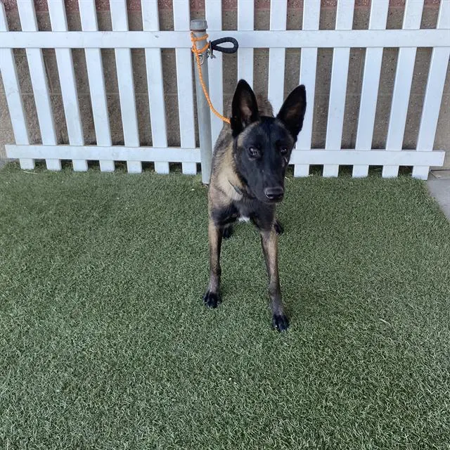Adoptable Dog