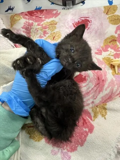 Piper