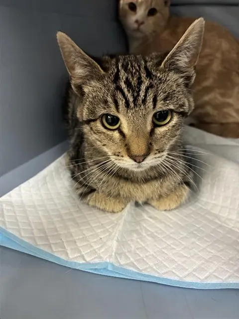 Adoptable Cat