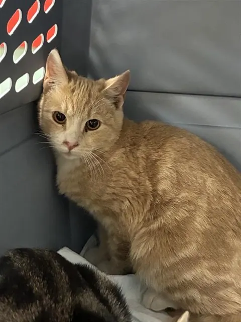 Adoptable Cat