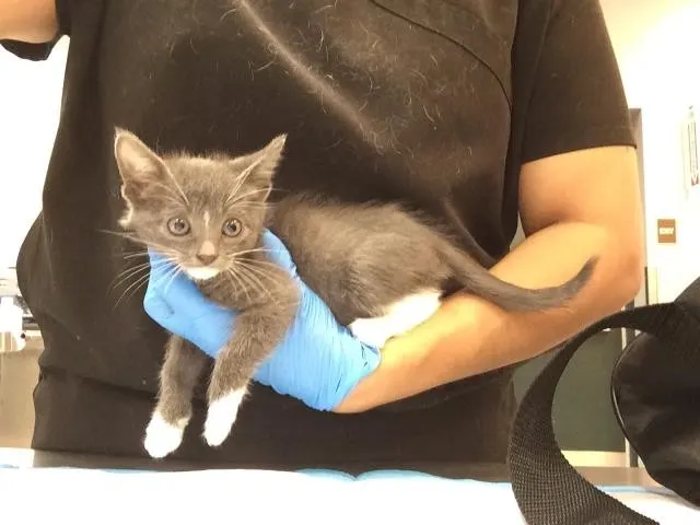 Adoptable Cat