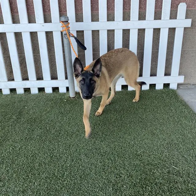 Adoptable Dog