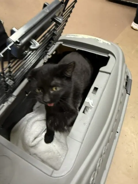 Adoptable Cat
