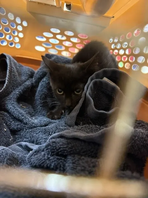 Adoptable Cat