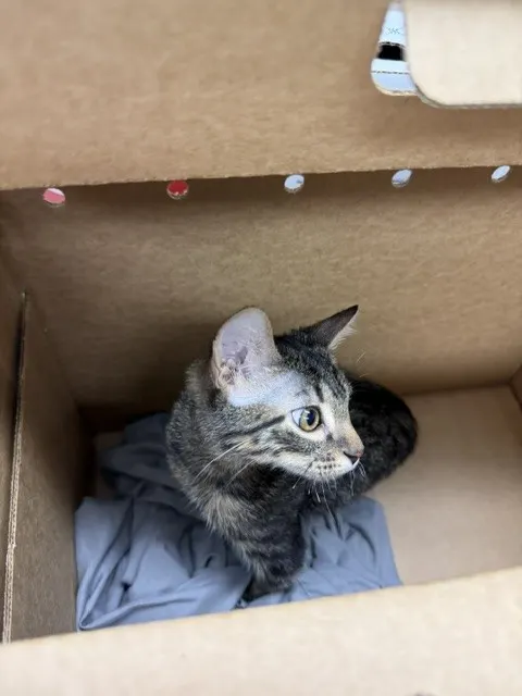 Adoptable Cat