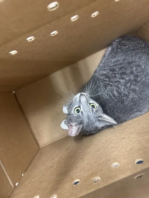 Adoptable Cat