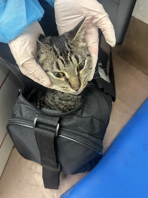 Adoptable Cat