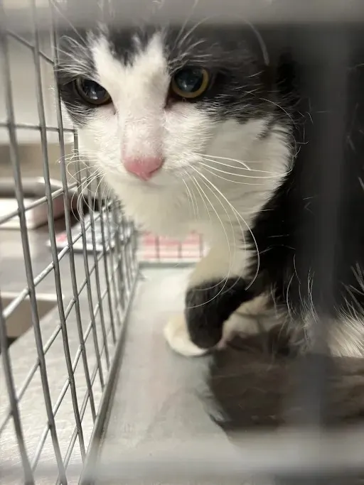 Figaro