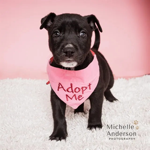 Adoptable Dog