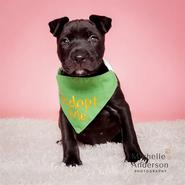 Adoptable Dog