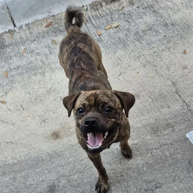 Adoptable Dog