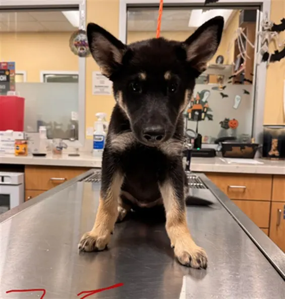 Nova