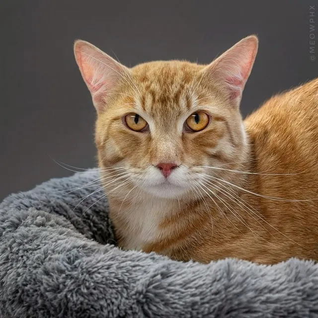 Neil Catrick Harris