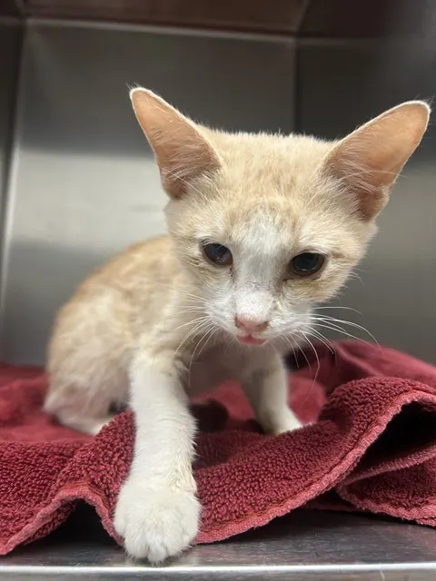 Adoptable Cat