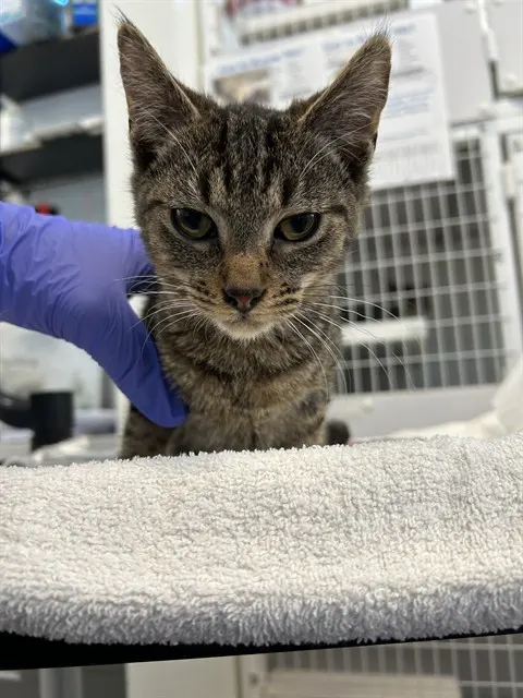 Adoptable Cat