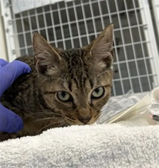 Adoptable Cat