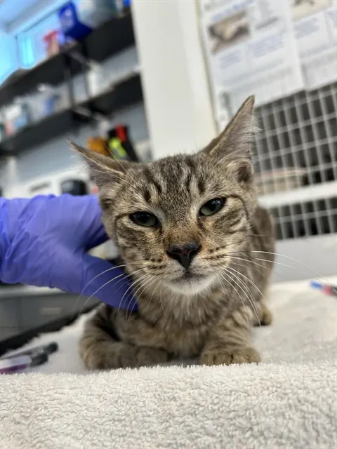 Adoptable Cat