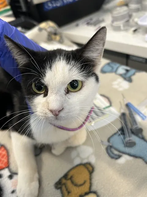 Adoptable Cat