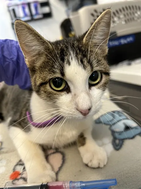 Adoptable Cat