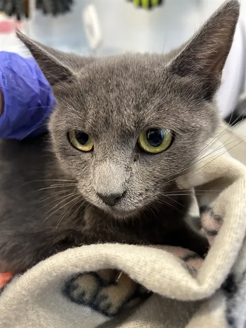 Adoptable Cat