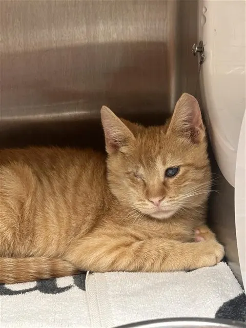 Adoptable Cat