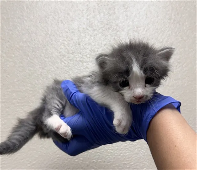 Tater Tot