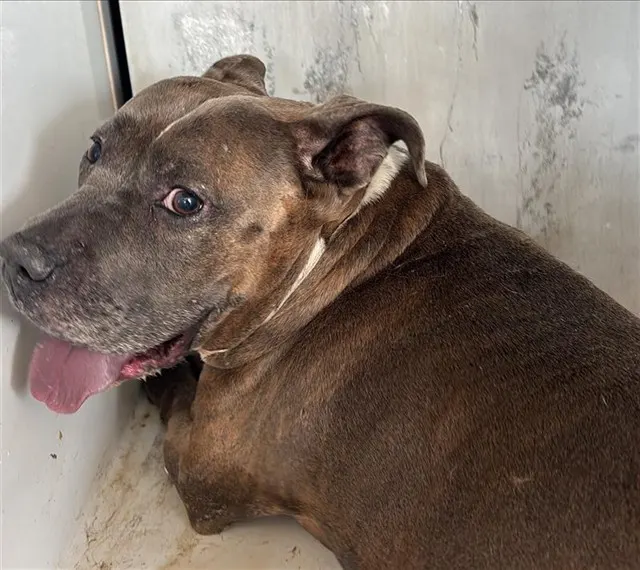 Adoptable Dog