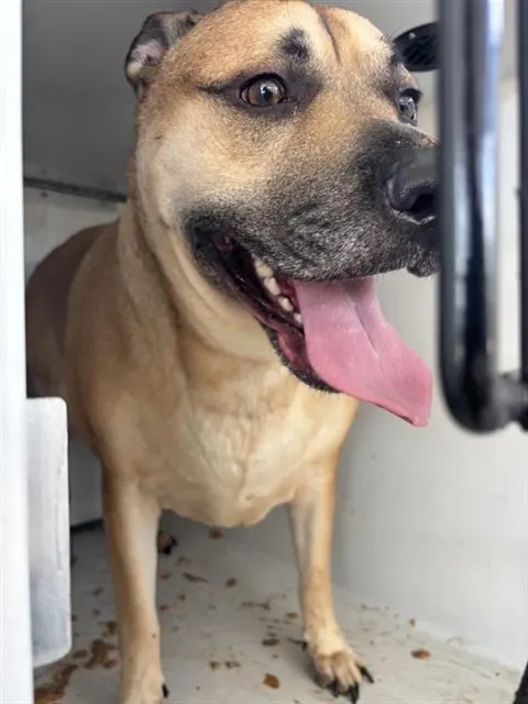 Adoptable Dog